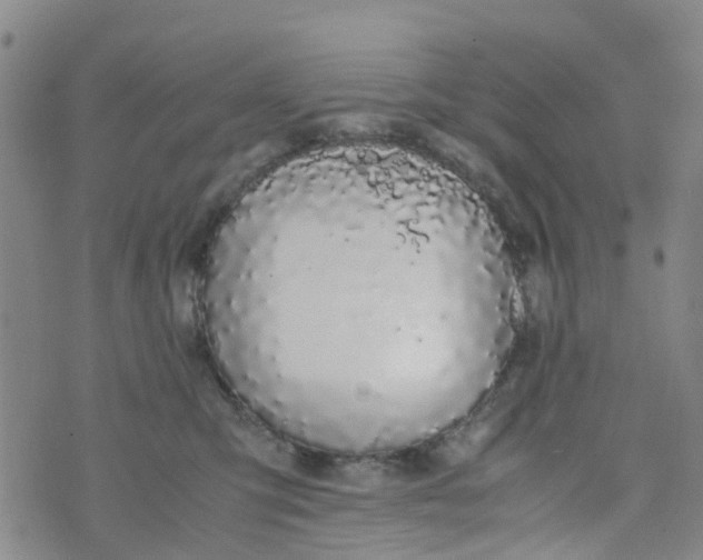 X0000073920423200609011814