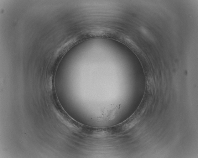 X0000073920454200609011813