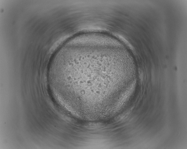 X0000073920487200609011813