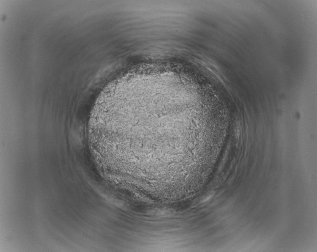 X0000073920503200609011813