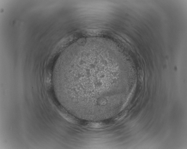 X0000073920507200609011813