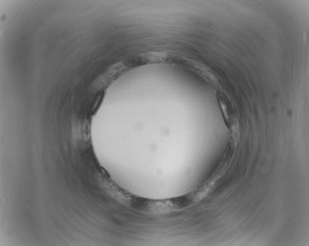 X0000073920525200609011812