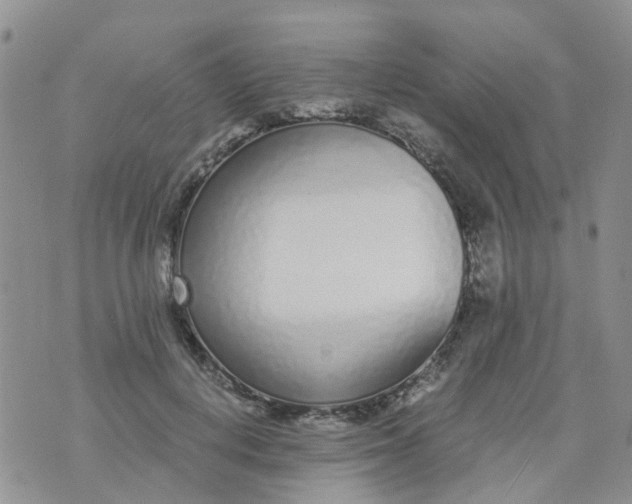 X0000073920648200609011810