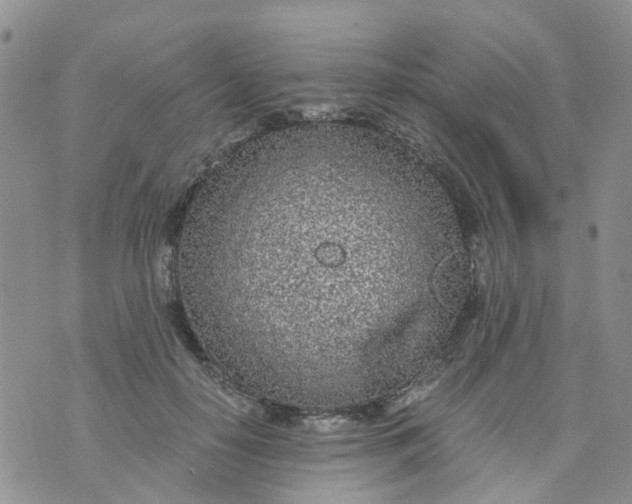 X0000073920650200609011810