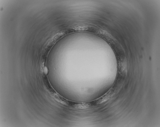 X0000073920652200609011810