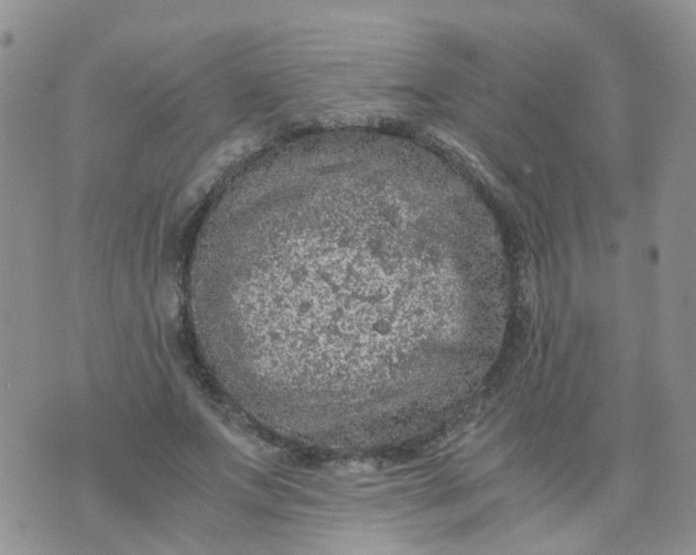 X0000073920687200609011809