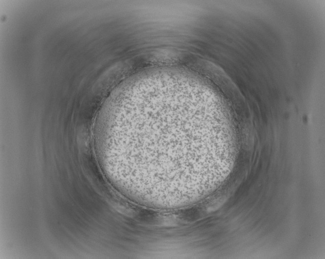 X0000073920701200609011809