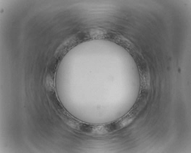 X0000073920705200609011809