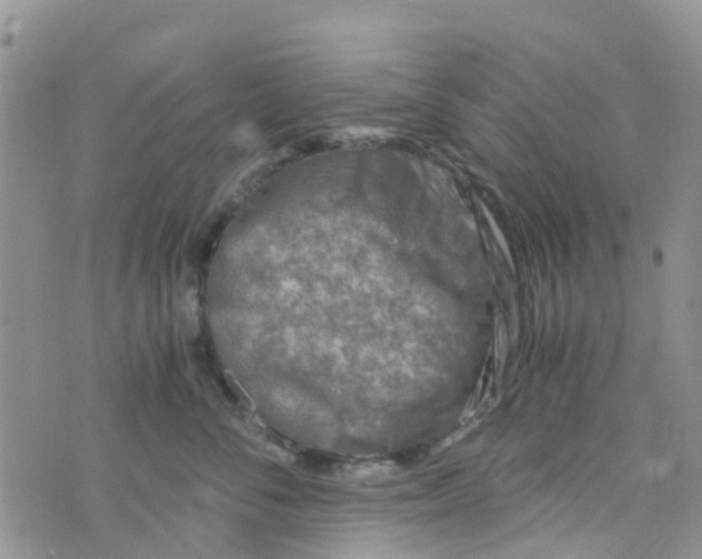 X0000073920716200609011809