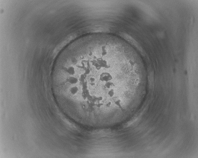 X0000073920721200609011808