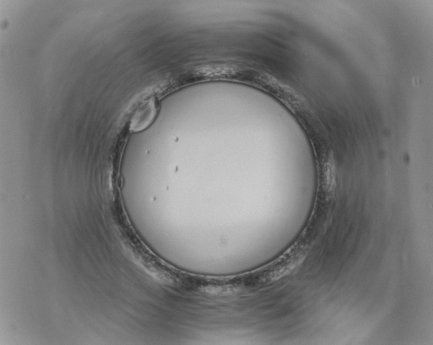 X0000073920733200609011808