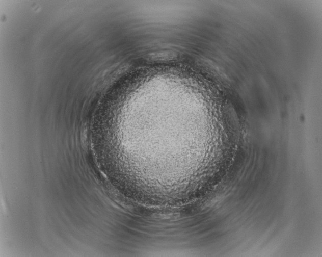 X0000073920745200609011809