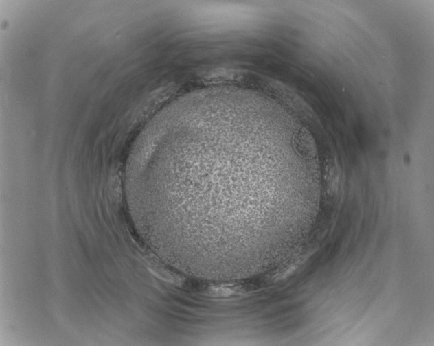 X0000073920753200609011809