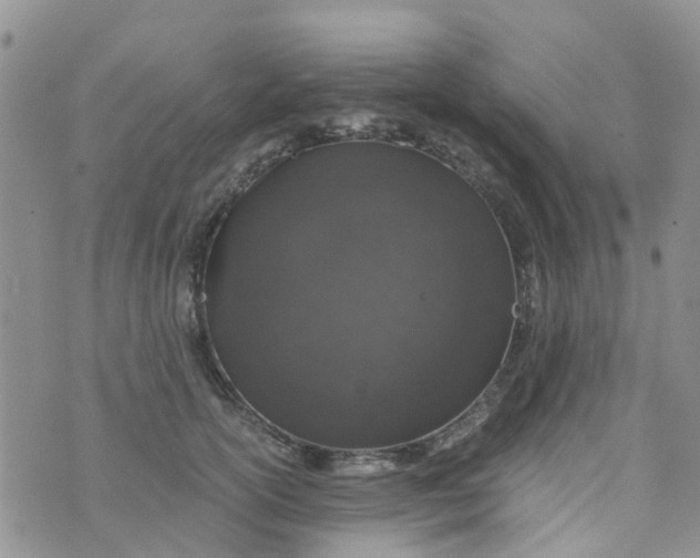 X0000073920754200609011809