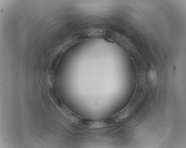 X0000073920755200609011809