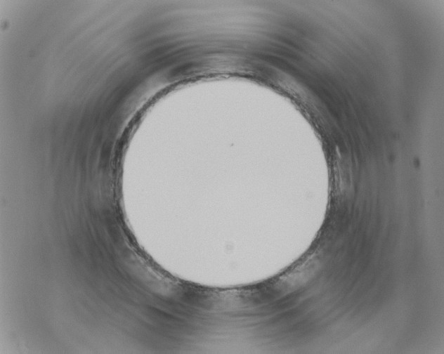 X0000073920828200609011807