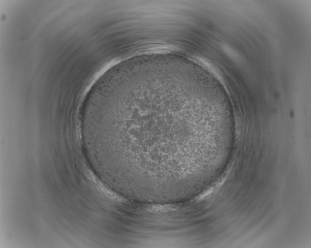 X0000073920835200609011807