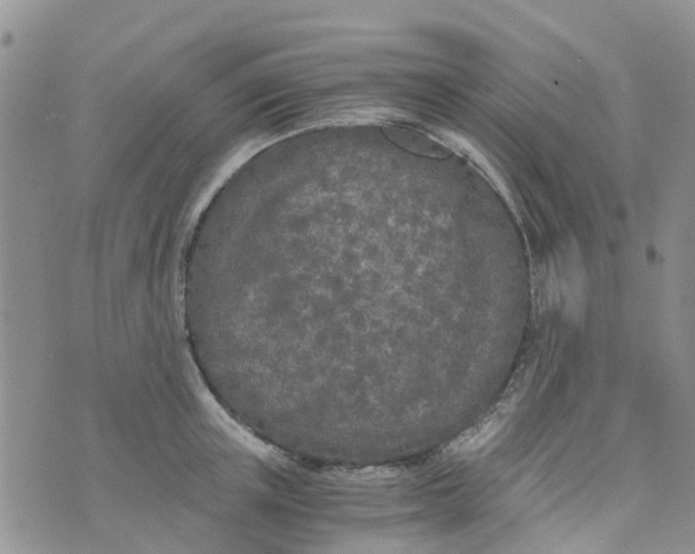 X0000073920851200609011807