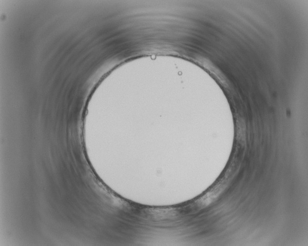 X0000073920856200609011807