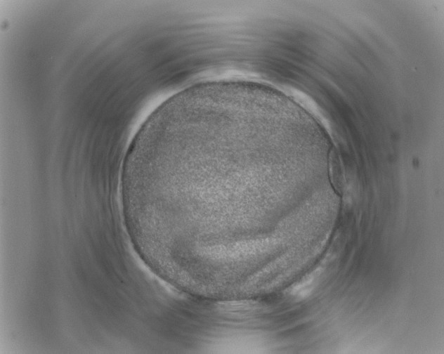 X0000073920863200609011807