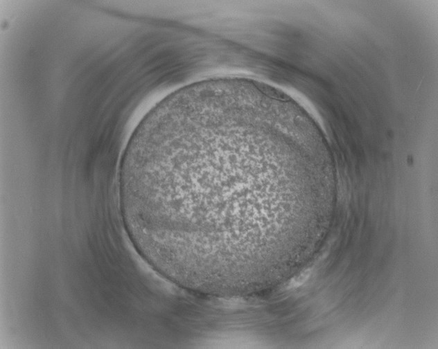 X0000073920911200609011806