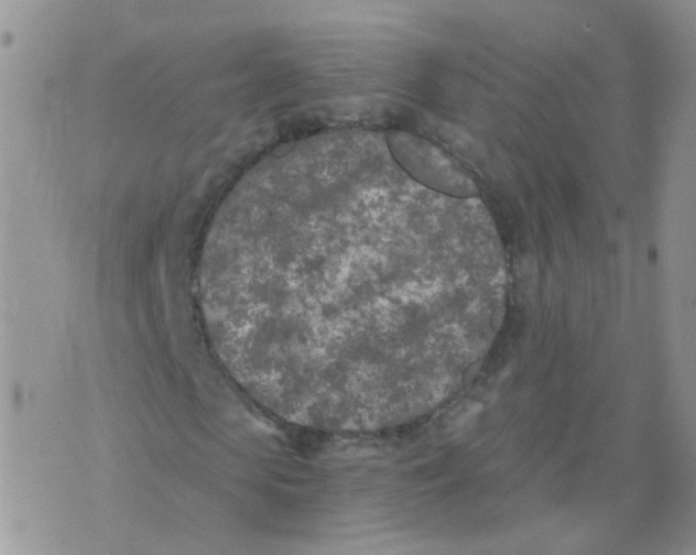 X0000073920913200609011805