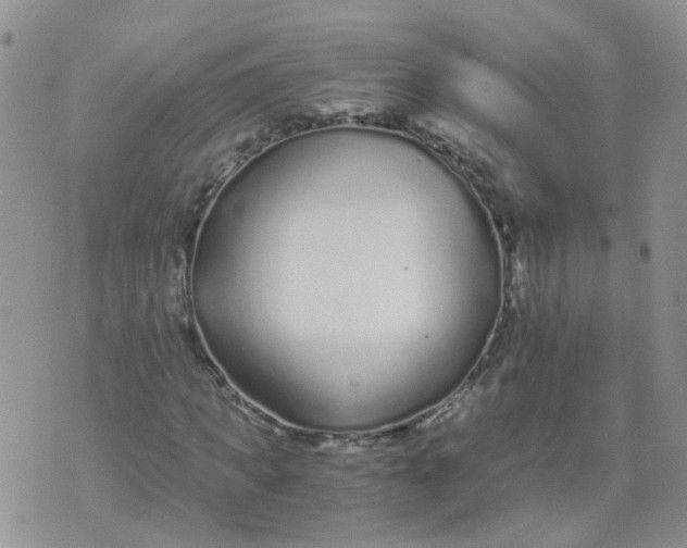 X0000073920917200609011805