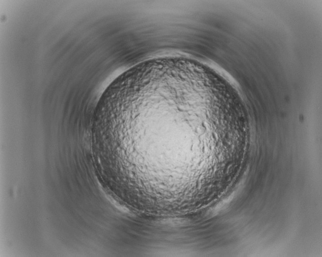 X0000073920953200609011806