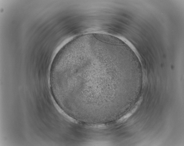 X0000073920957200609011806