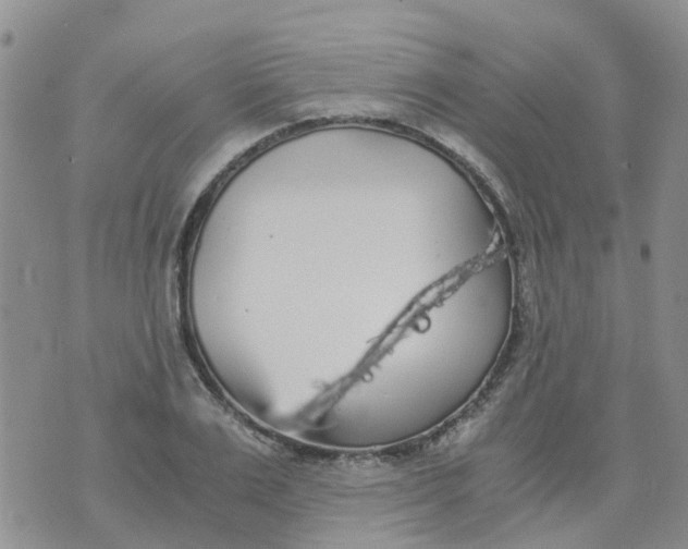 X0000073920983200609011805