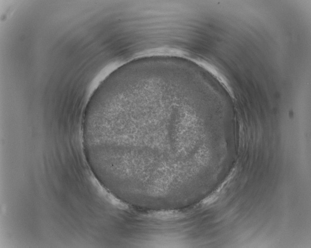 X0000073920998200609011804