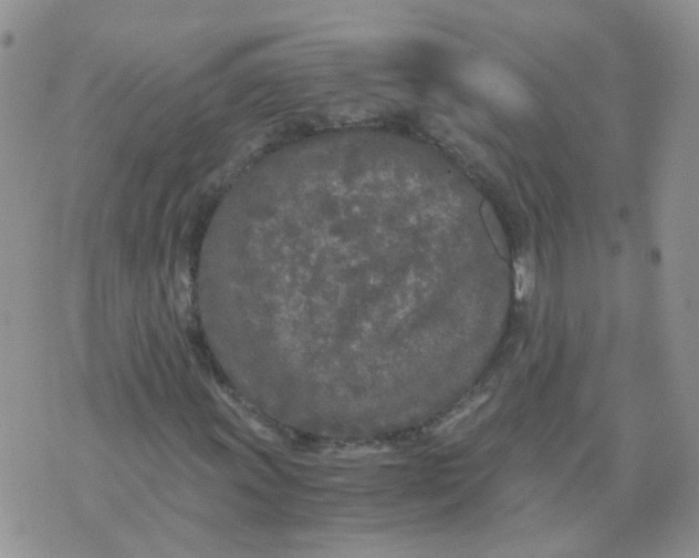 X0000073921011200609011803