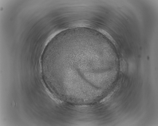 X0000073921031200609011804