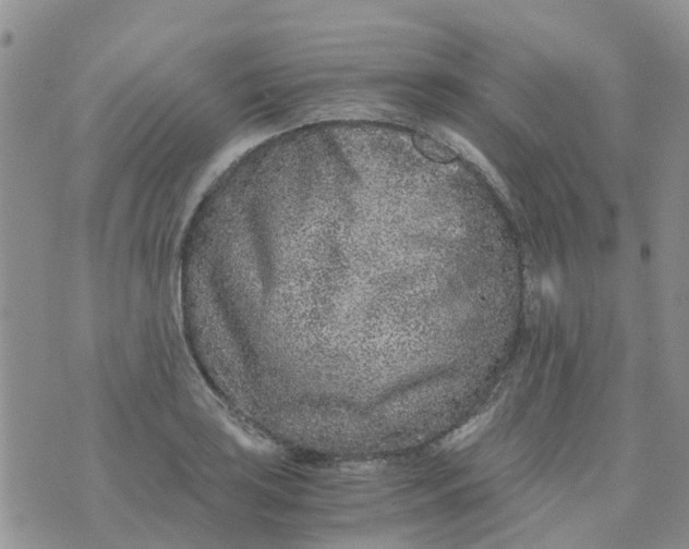 X0000073921035200609011804