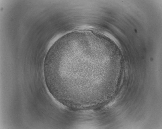 X0000073921055200609011804