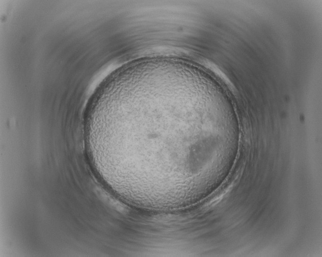 X0000073921075200609011803