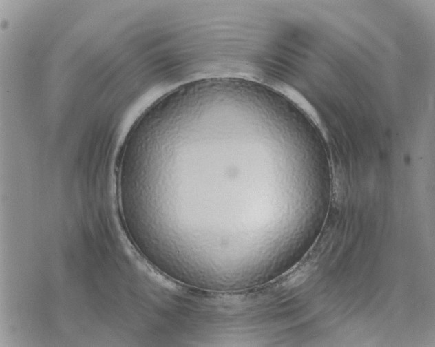 X0000073921096200609011803