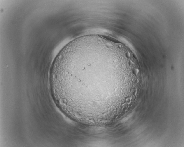 X0000073921103200609011803