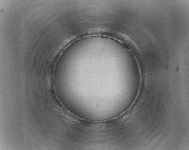 X0000073921217200609011801