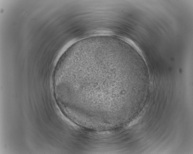 X0000073921243200609011801