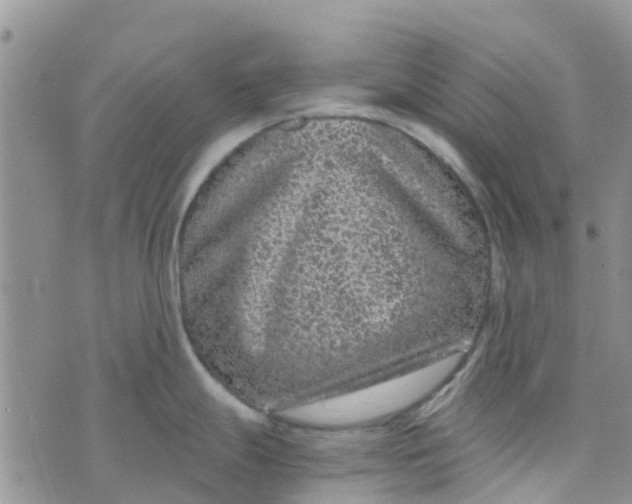 X0000073921247200609011801