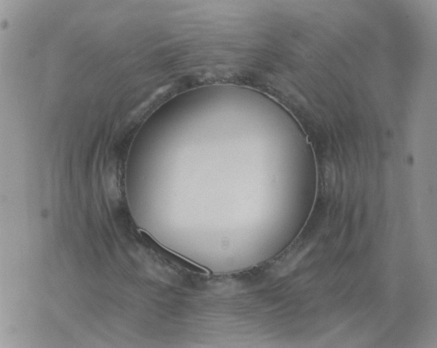 X0000073921250200609011800