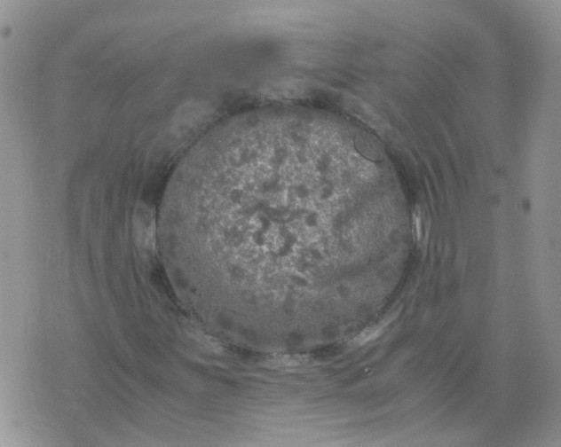 X0000073921251200609011800