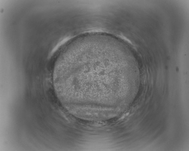 X0000073921255200609011800