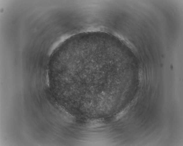 X0000073921262200609011800