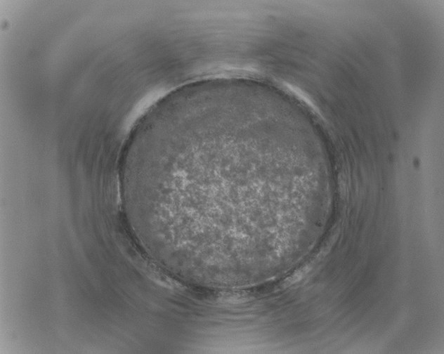 X0000073921267200609011800