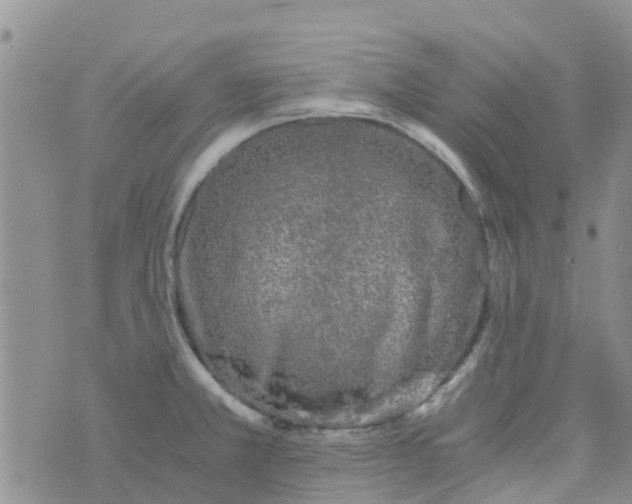 X0000073921381200609011758