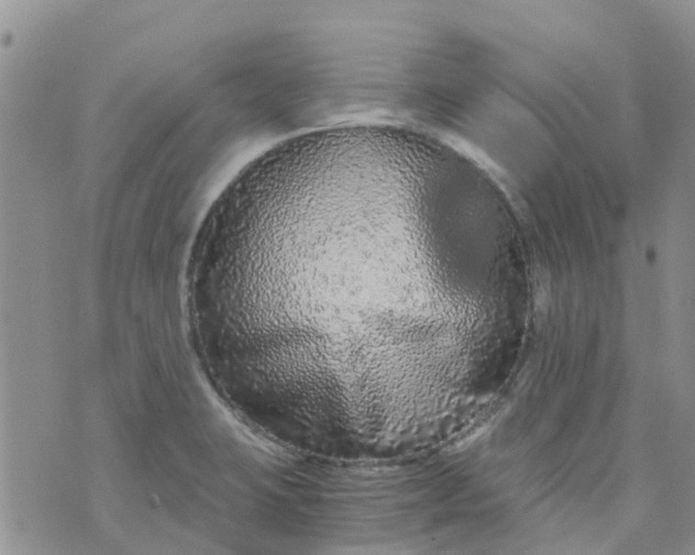 X0000073921423200609011758