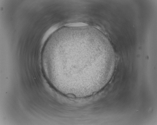 X0000073920006200609082249