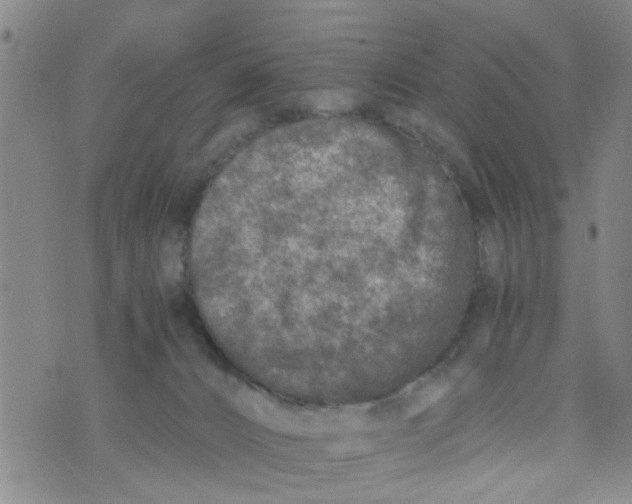 X0000073920032200609082249